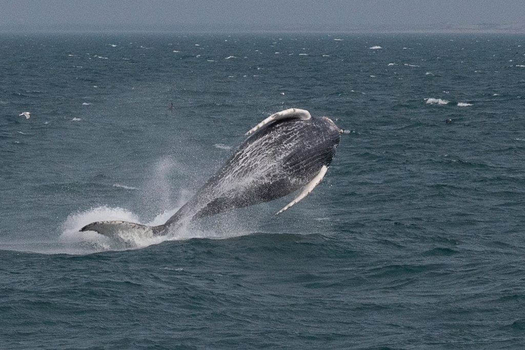 Whale leaping out of the water