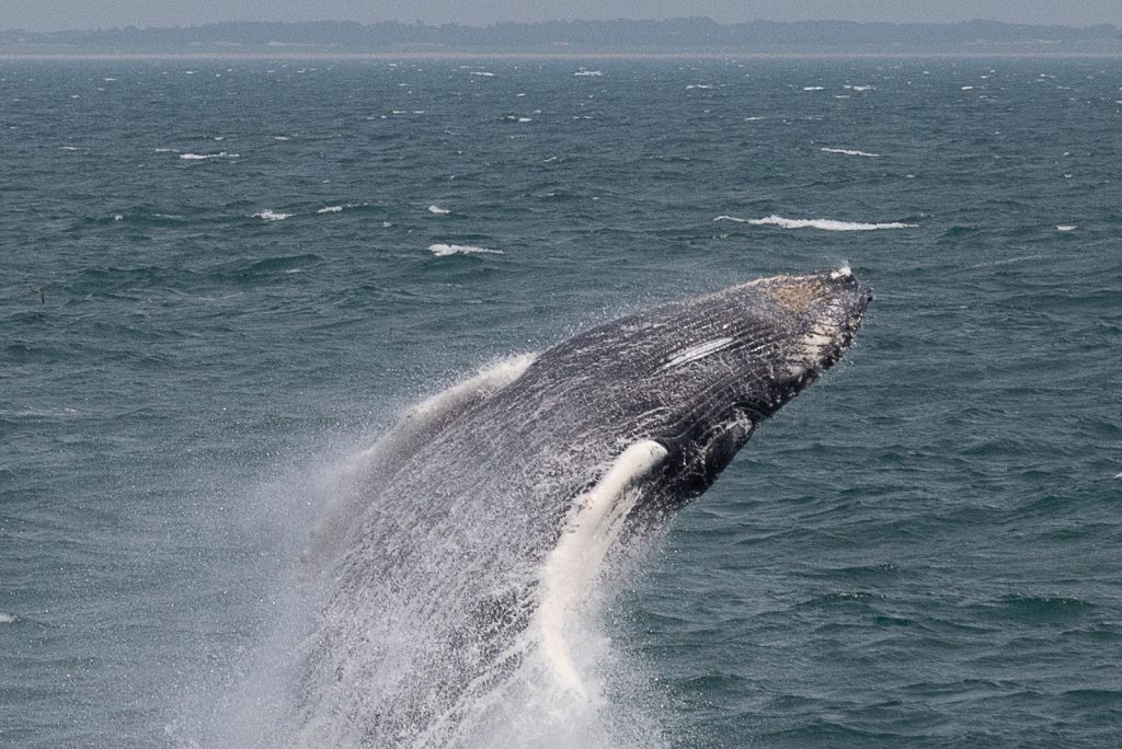 Whale leaping out of the water