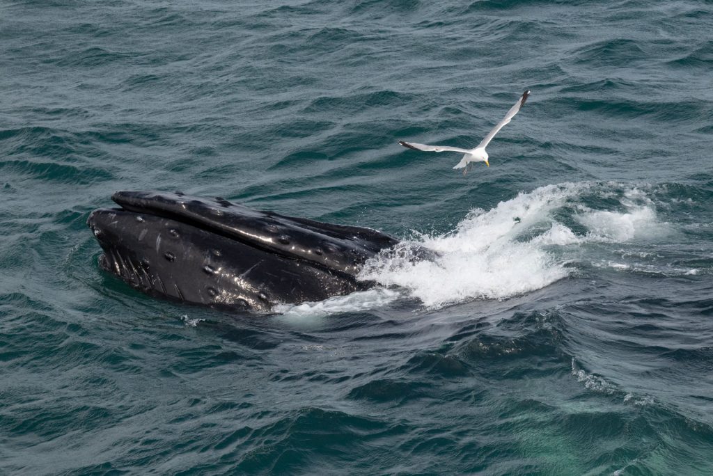 Whales surfacing with a seagull gliding overhead