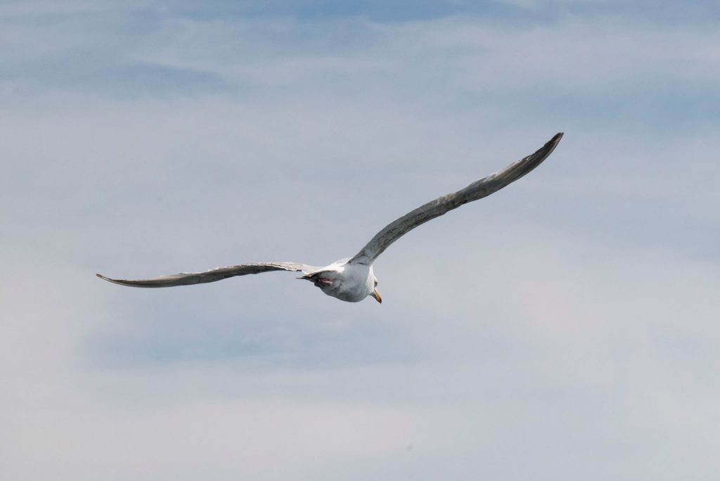 Seagull gliding overhead