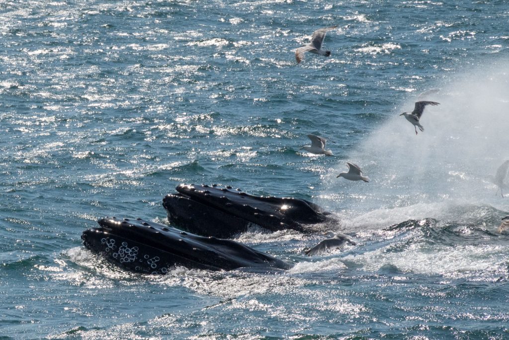 Two whales surfacing with seagulls trailing